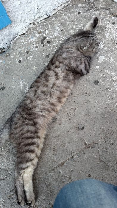 Помоги найти хозяина