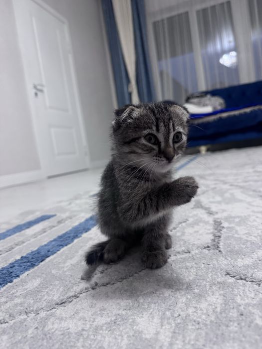 Котенок шотланский-вислоухий