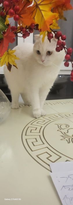 Кот шотландский вислоухий