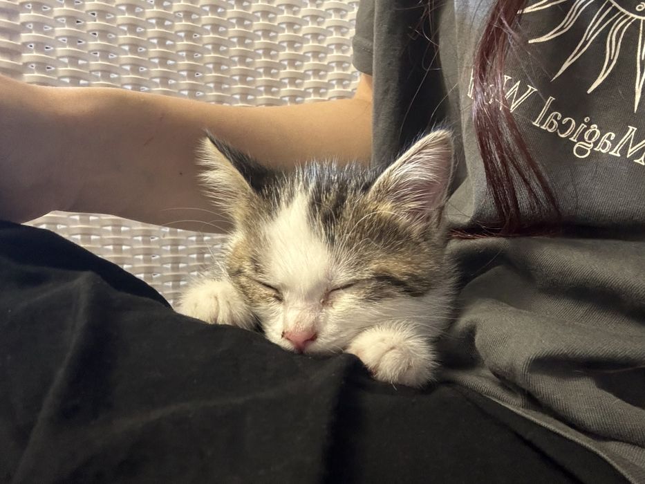 Отдам котенка в хорошие руки