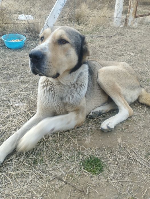 Кучук  сотилади соглом