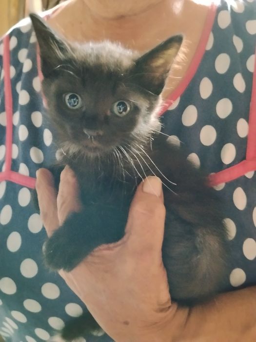 Котята от родителей крысоловов