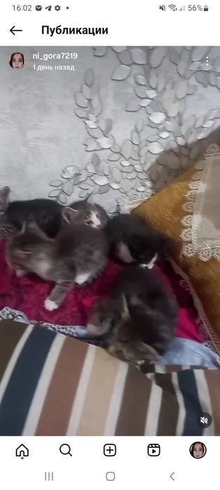 Котята с мамой отдам даром