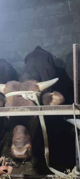Продам бычков 1 .5-2 года