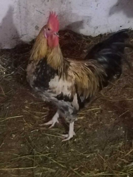 Продам молодых петушков.