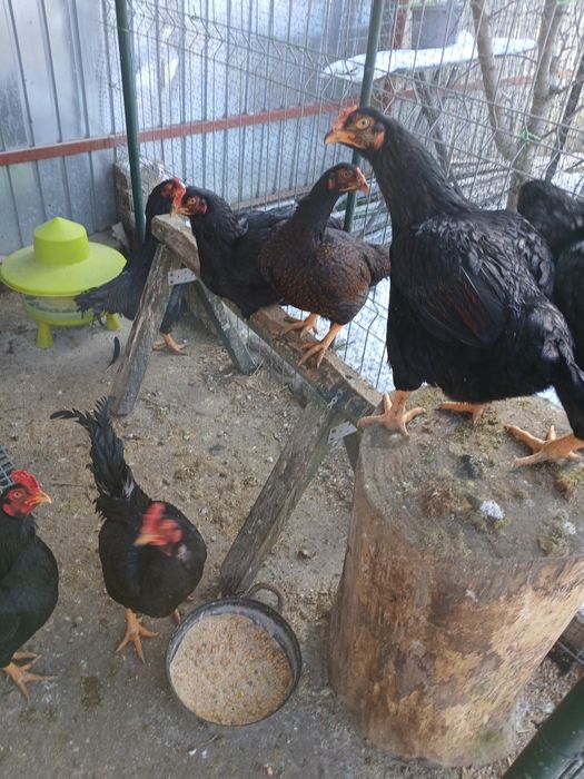 Combatant indian de vînzare