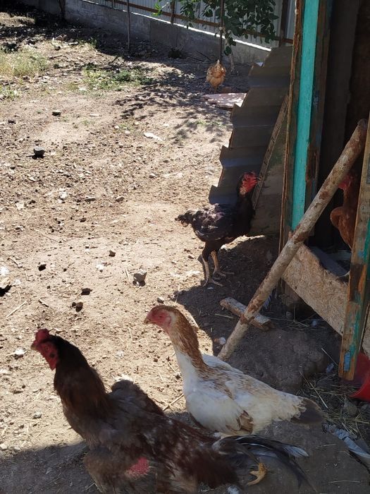 Продам бойцовую породу дакан