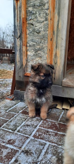 Щенят отдам в добрые руки!