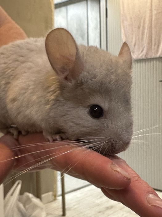 Шиншила, девочка, гетеро бежевая