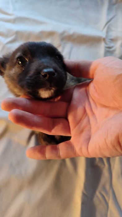 Отдам в хорошие руки собачку