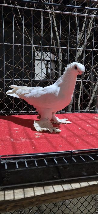 Белый голуб белый