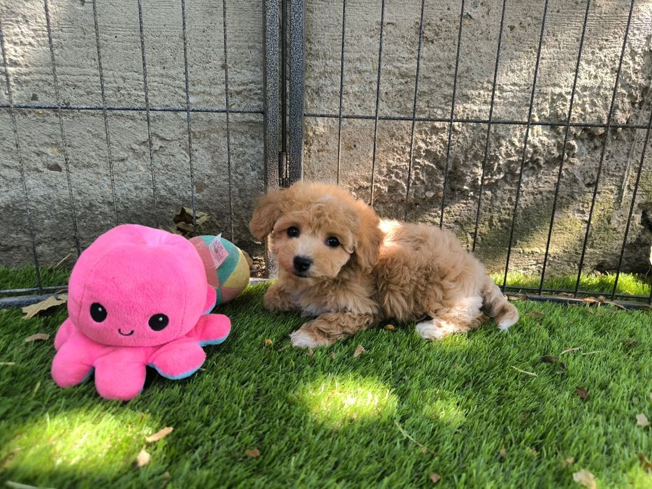 Vand fetita Maltipoo f1 rosu toy