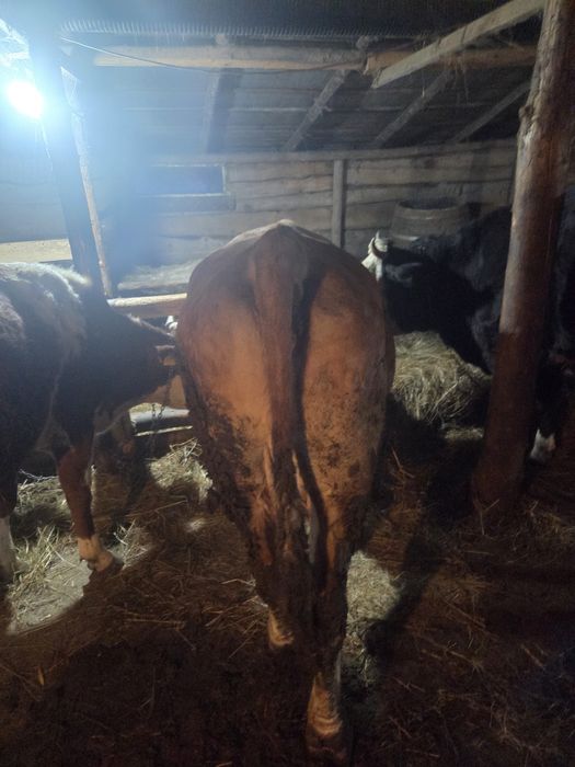 Vaca de vânzare gestanta