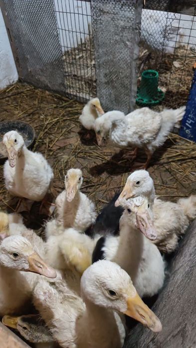 Гусята домашние двухмесячные