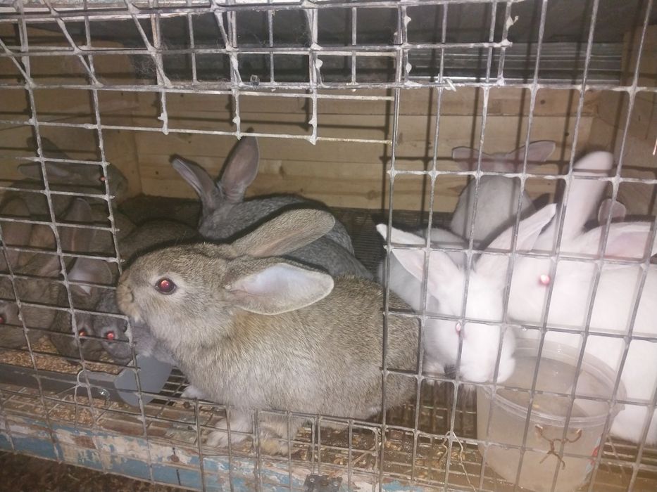 Продам  кроликов
