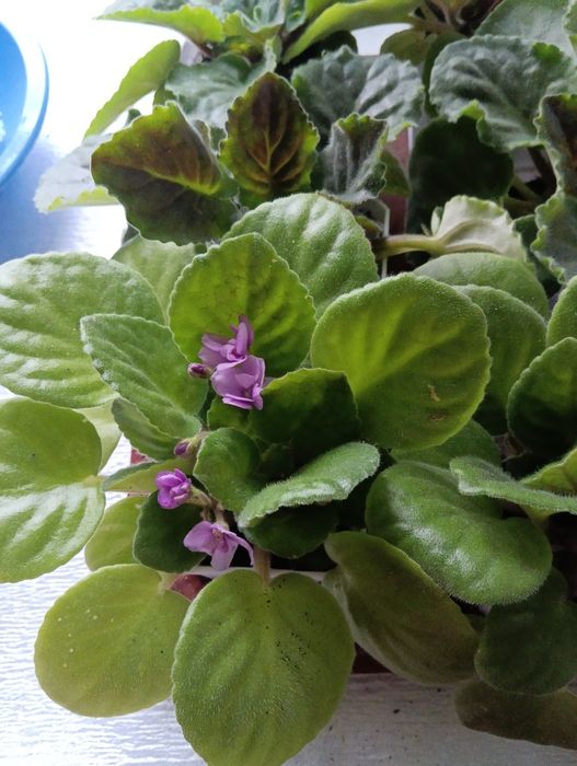 Фиалки,комнатные растения