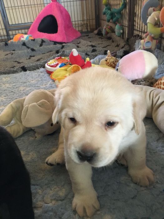 продам щенков лабрадора ретривера