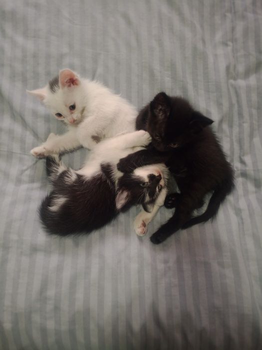 Кошки девочки , хорошие