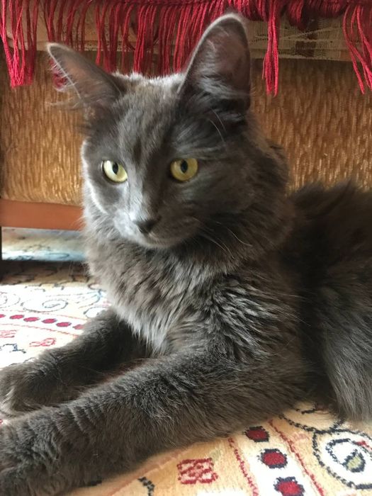 Отдам кота в хорошие руки