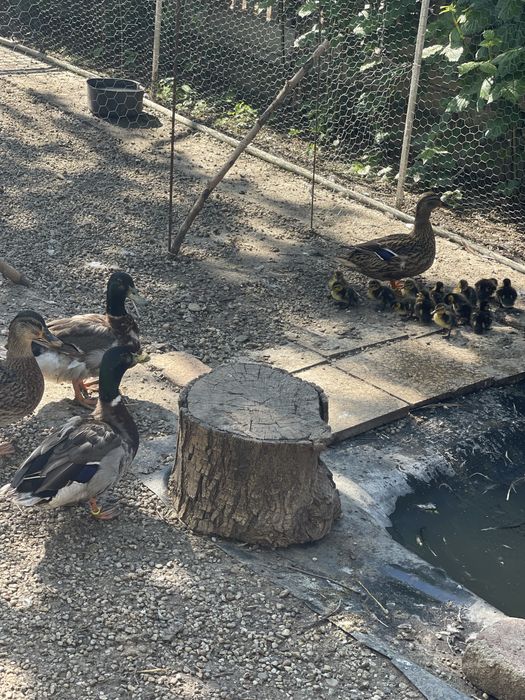 Rate     Salbatice