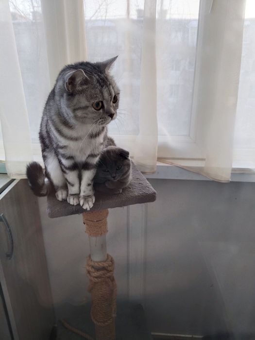 Котята на продажу