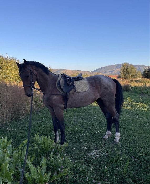 armasar kwpn cu pedigree