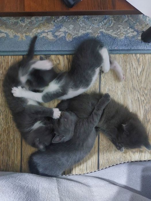 Отдам в добрые руки. Котята 3 недели