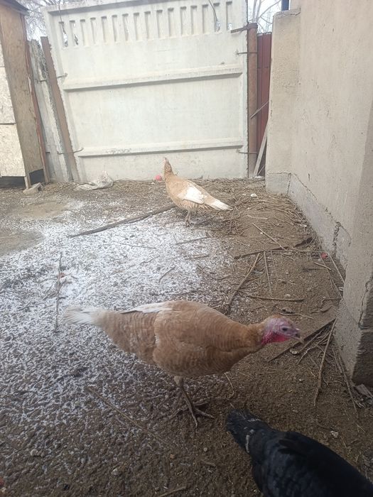 Срочно продам индюшек