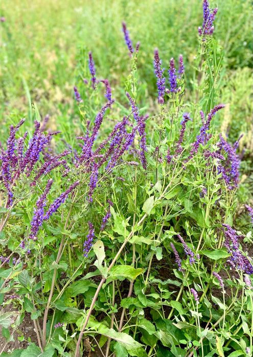 Мед. Катон Карагай. Алтай. Шымкент.