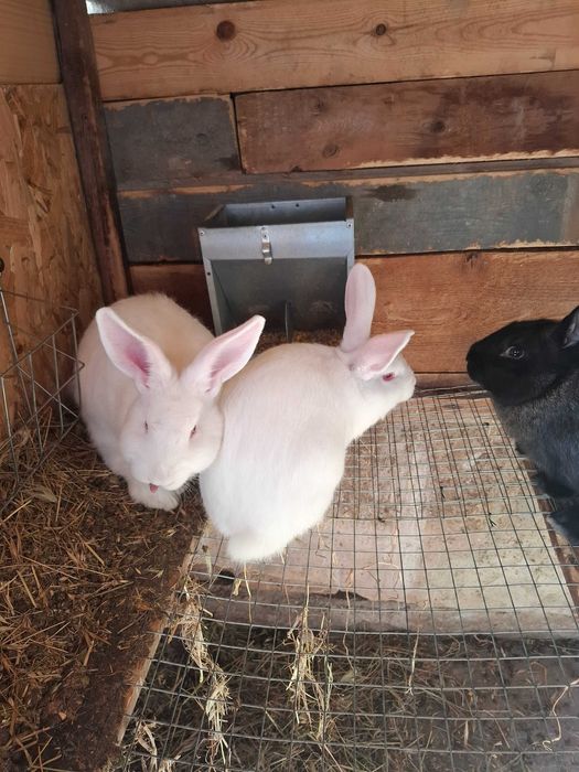 Хубави зайци  кръстоска