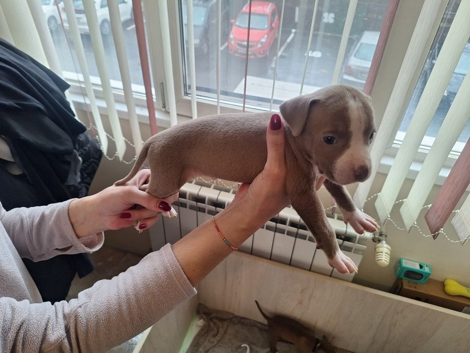 Американски Питбул териер