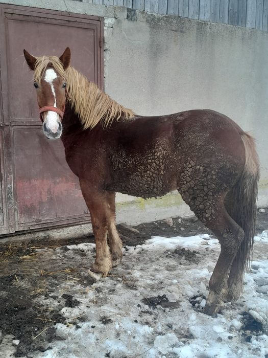 Mânz de vânzare de 1 an și 6 luni