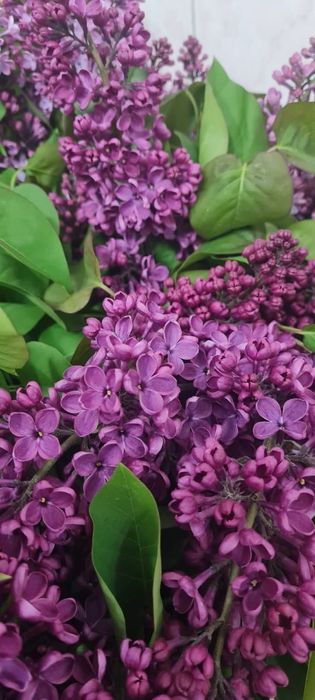 Свежая дачная сирень