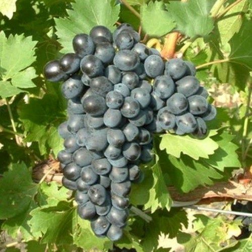 Vita de vie nobila altoita  de masa 12 soiuri  negru