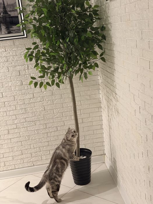 Шотландец вислоухий Кот