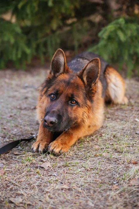 Кобель немецкой овчарки Вязка