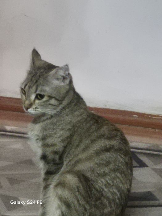Кошечка вислоухая