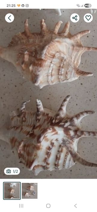 Продам морские ракушки