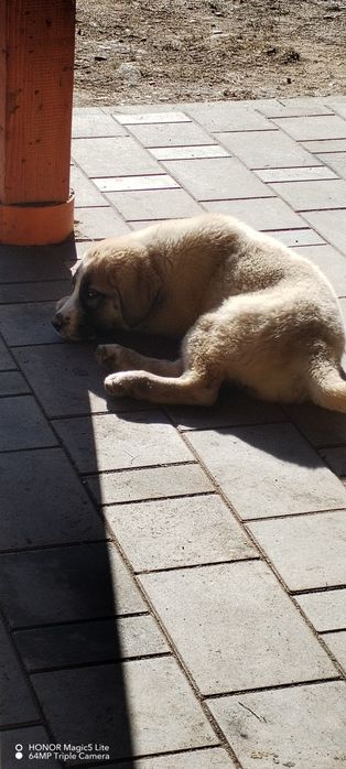 Vind o cățelușe de Asia centrala cu pedigree