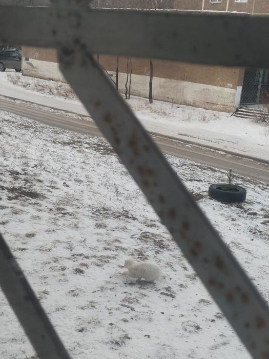 Найден кот или кошечка