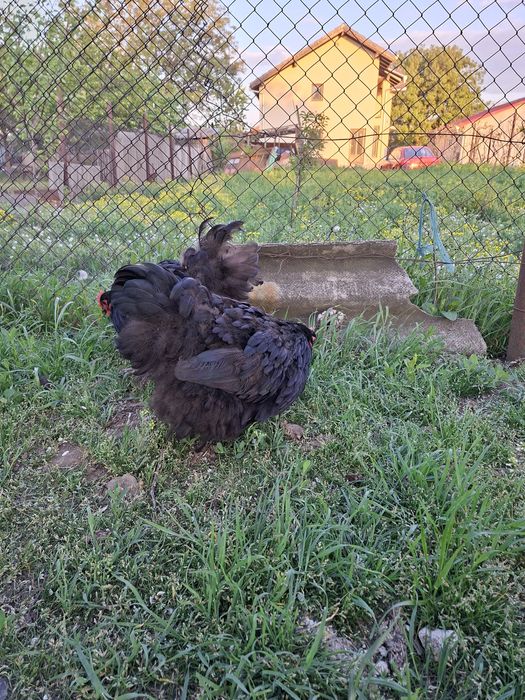Vând găini Orpington Negru