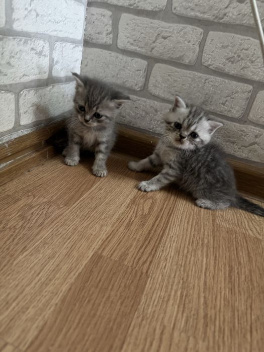 Вислоухие котята