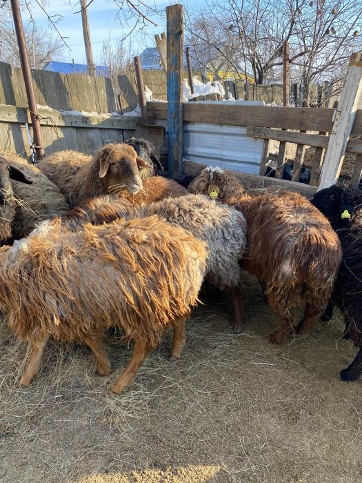 Продам токты кой кошкар