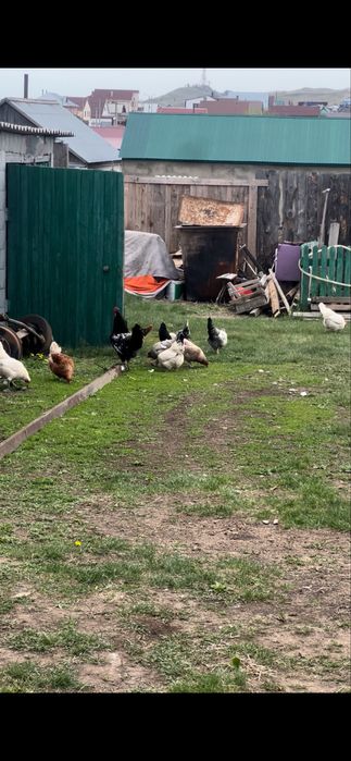 Продам домашних курей