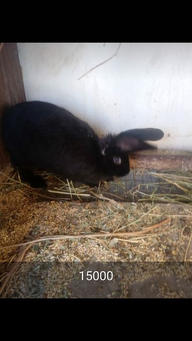 Кральчата виликаны чыстые месячные