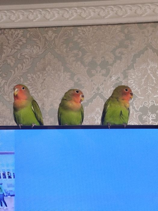 Продам попугаев неразлучники