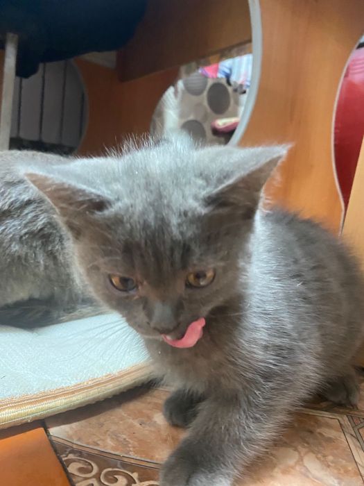 Котята британцы смешанные