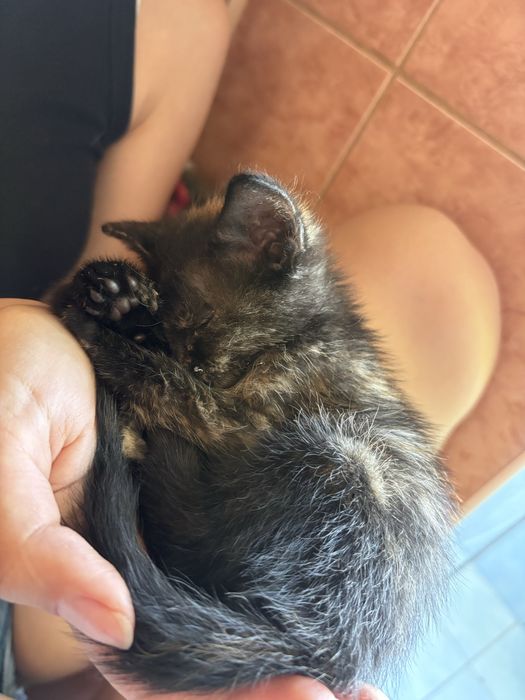 Pui de pisica spre adoptie