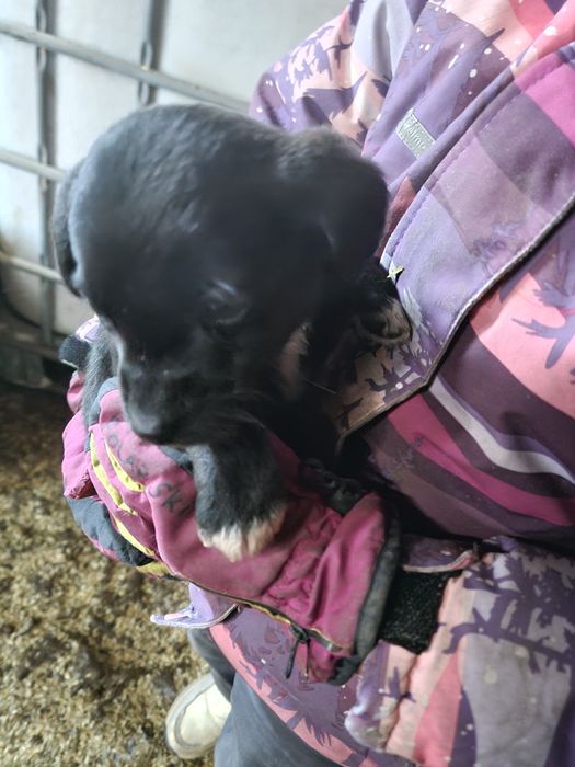 Отдам маленьких щенят