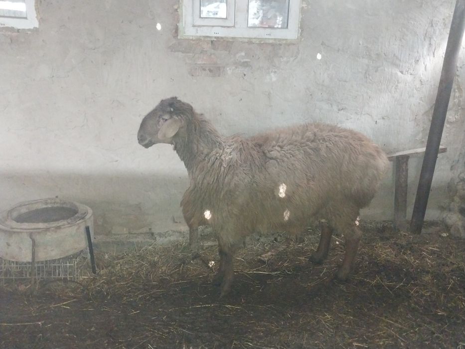 Семіз ісек қошқар сатылады